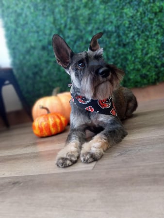 Images Pawsitively Purfect Salon