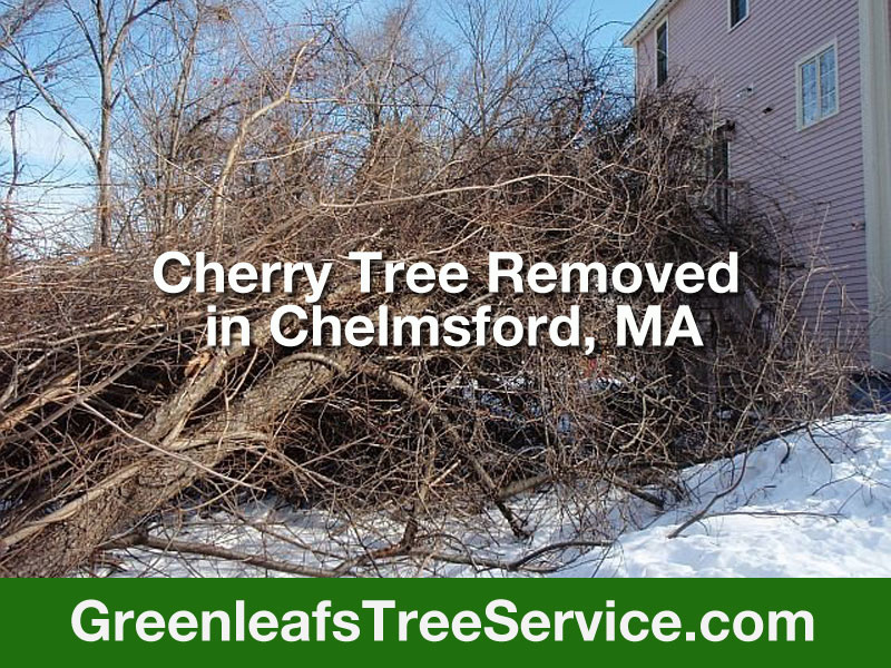 Greenleaf's Tree Service Photo