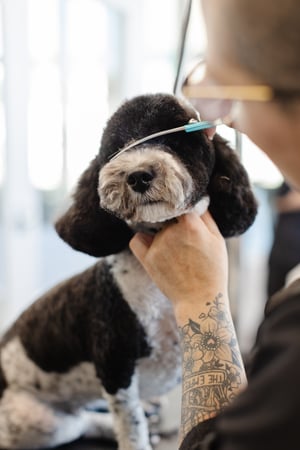 Images Sparkle Grooming Co.
