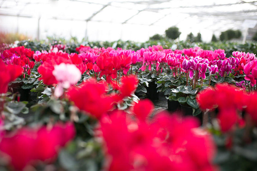 Gärtnerei Nußbaumer, Wasserfeld 4 in Pinsdorf