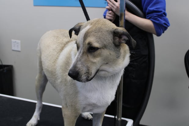 Images Feeders Pet Supply Pet Wash & Grooming