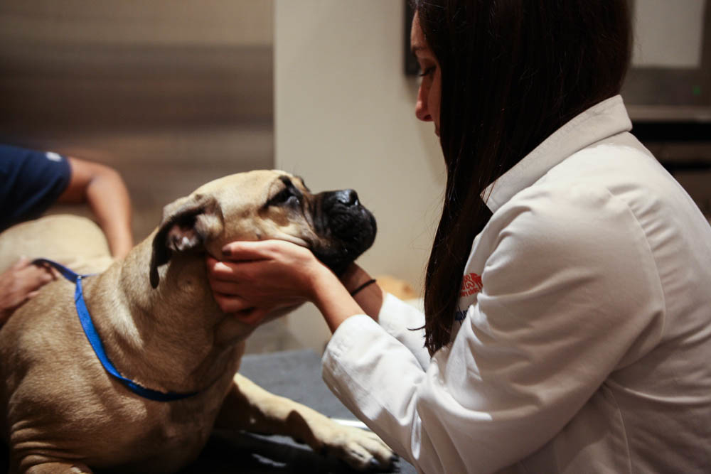 While greeting a patient, Dr. Liff observes the eyes, skin, and face before beginning a comprehensive nose-to-tail physical examination.