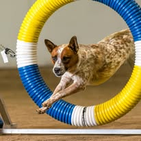 Images Paragon Pups LLC