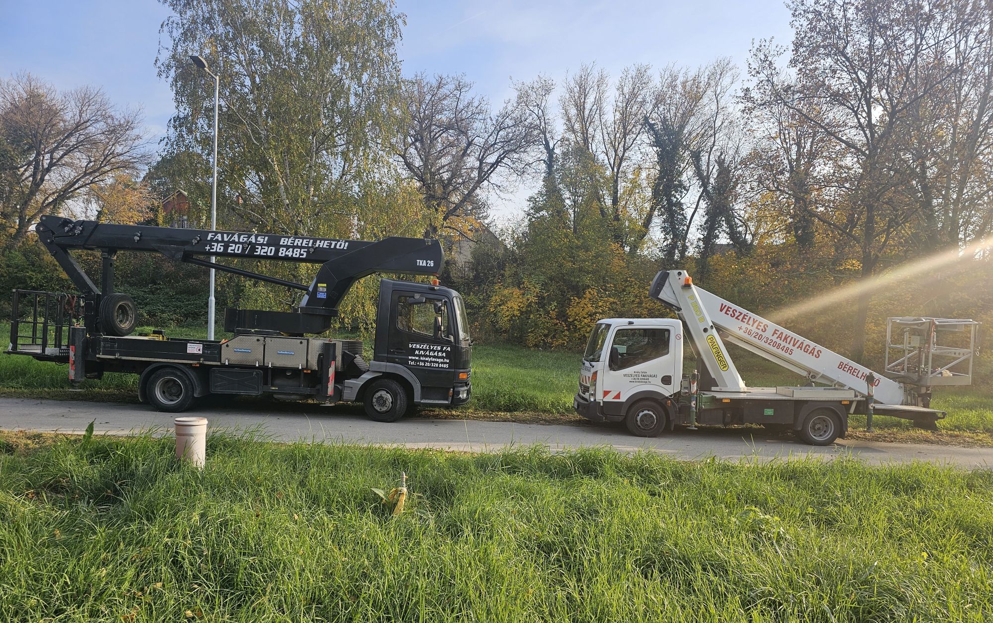 Images Veszélyes Fák Kivágása és Ifjítása - Király Zoltán - Emelőkosaras Autó Bérbeadása