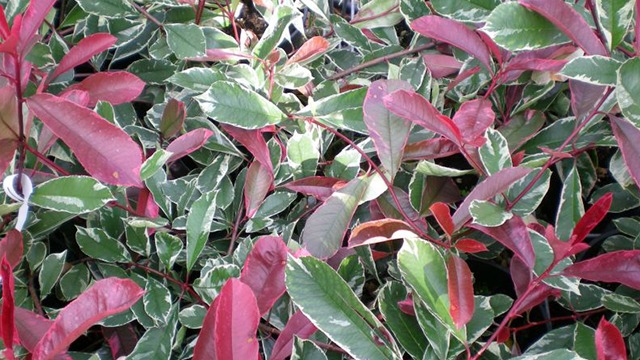 Images Magtenbølle Planteskole ApS