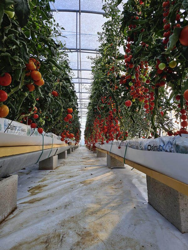 Images Azienda Agricola Spadano