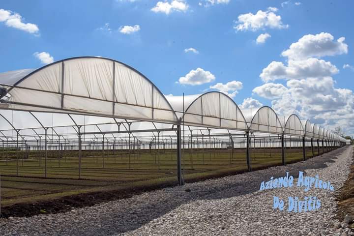 Images Aziende Agricole De Divitiis