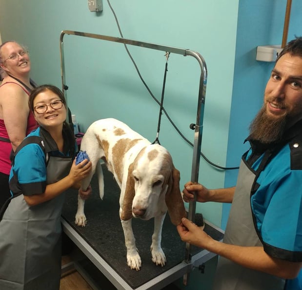 Images San Diego Grooming Academy