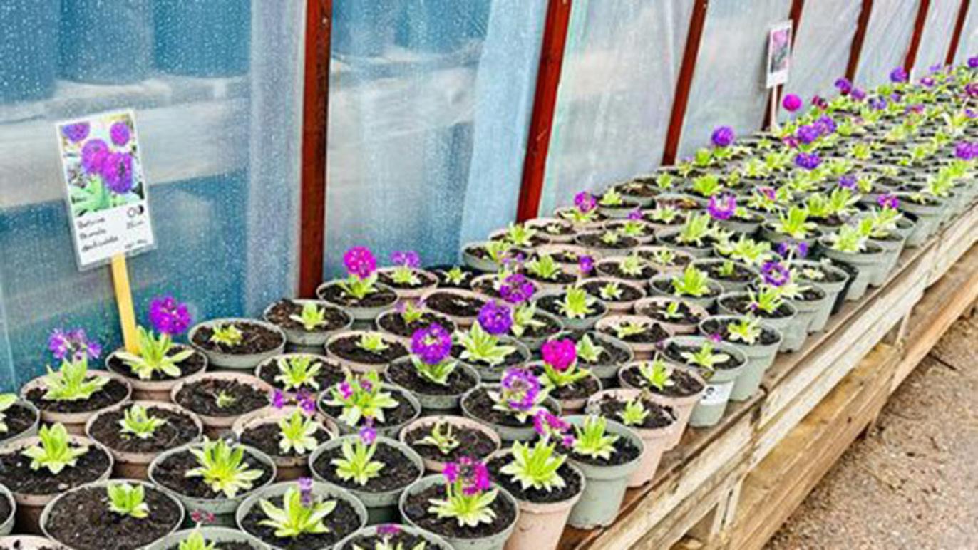 Images Botanicus Gårdsbutik AB - Handelsträdgård Östergötland