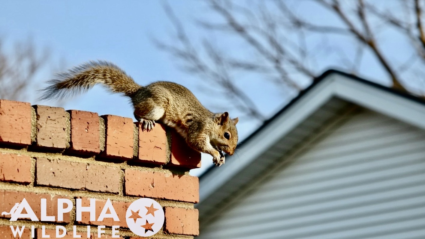 Alpha Wildlife Louisville Image