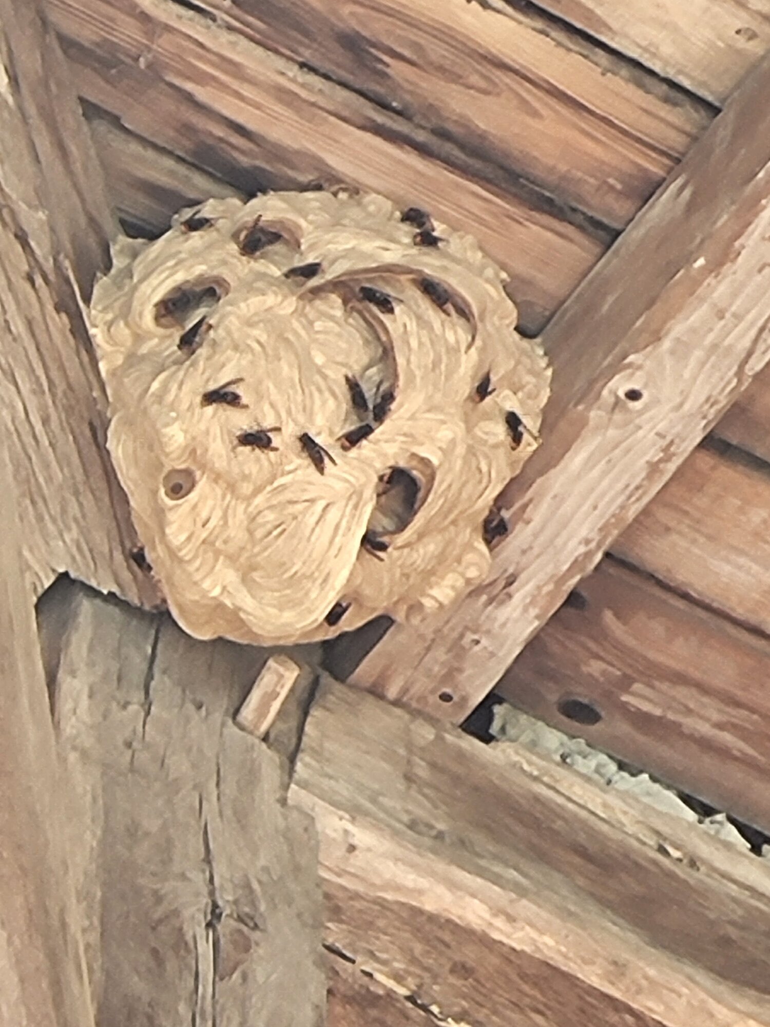 Images CLG Nuisibles-Guêpes-Frelons