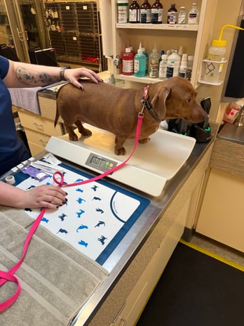 Images VCA Southeast Portland Animal Hospital