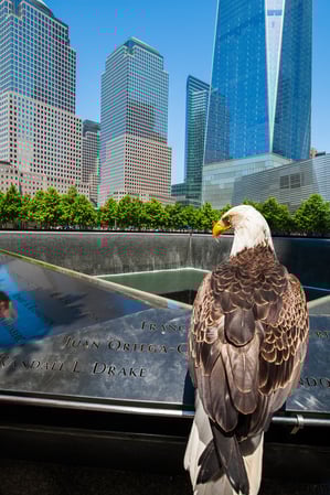 Images DLW Photography NYC