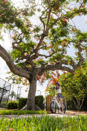 Images eBike Naples Tours