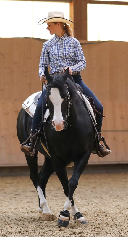 Bilder dm riding Pferdetraining