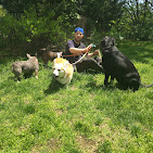 Images Downtown Brooklyn Pet Care