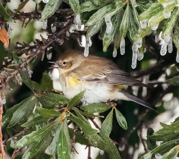 Images A Joy Story Photography