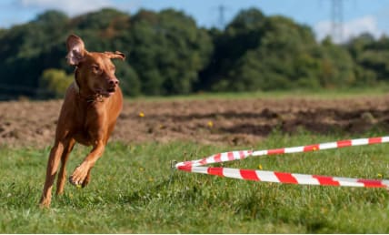 Bilder Hundeschule Wauschlau