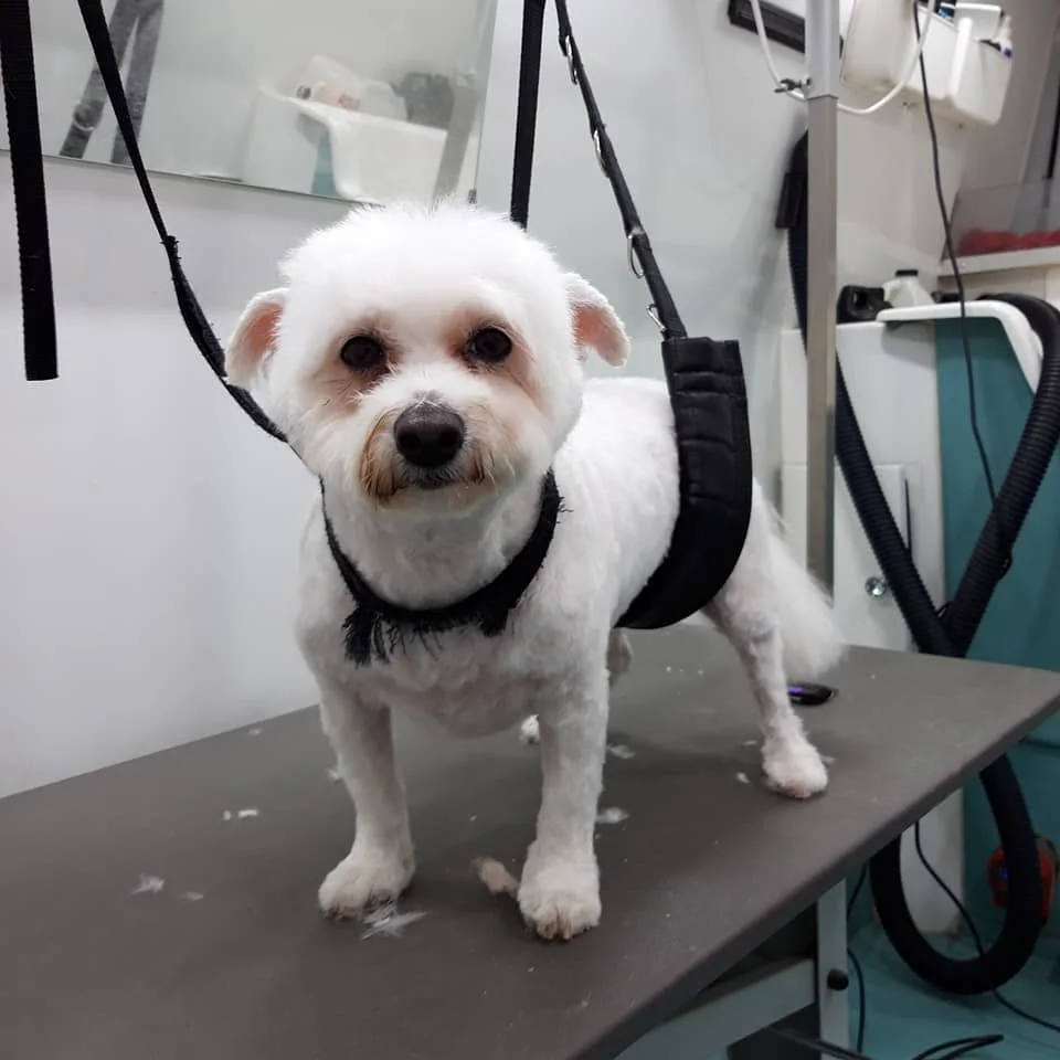 Images The Pawfectionist