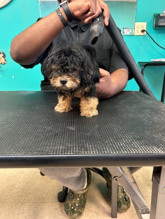 Images My Pet Groomer