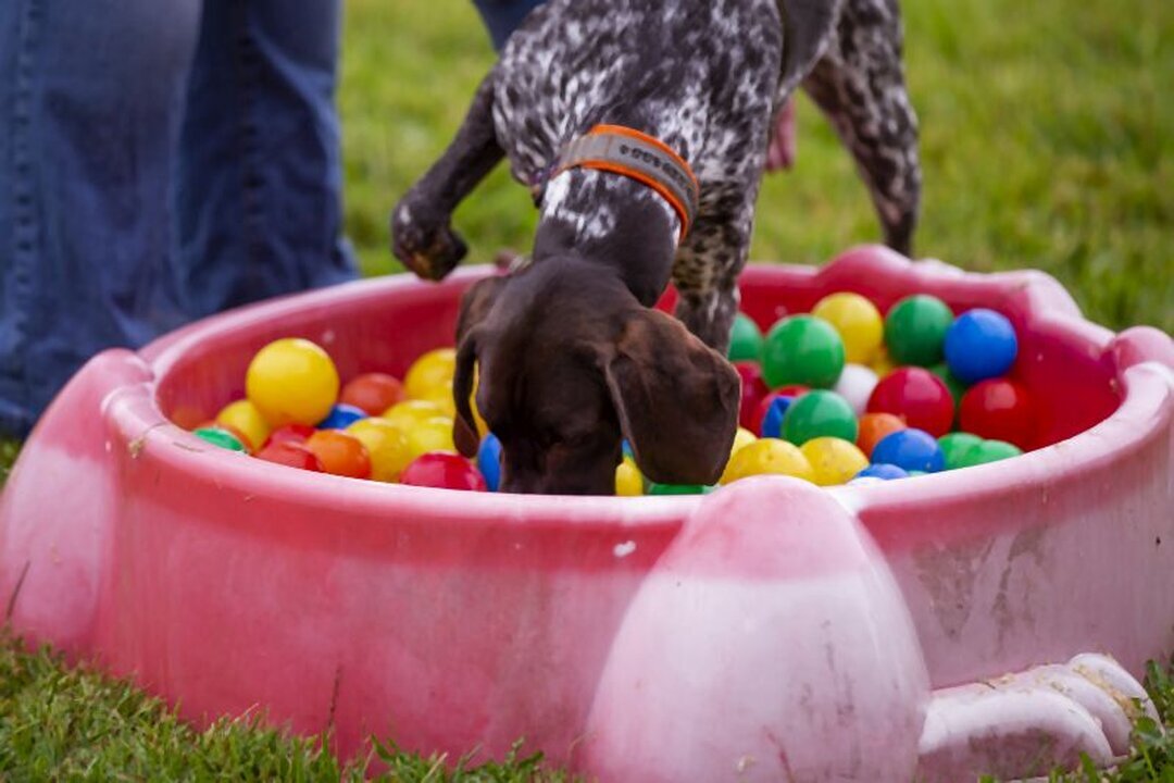 DogWaysCenter Moiken Plath - Hundephysio, Hundehotel/Pension, Hundetraining, Andreßenweg 1 in Friedrichskoog