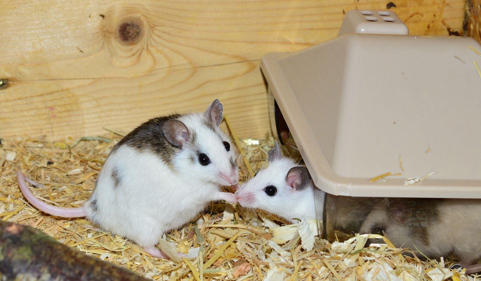 Two small mice interact near a plastic shelter inside a wooden enclosure filled with bedding. The rodents face each other closely, showing typical mouse behavior often associated with indoor rodent activity.