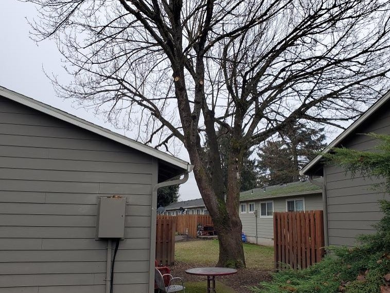 Images Alex's Quality Tree Service