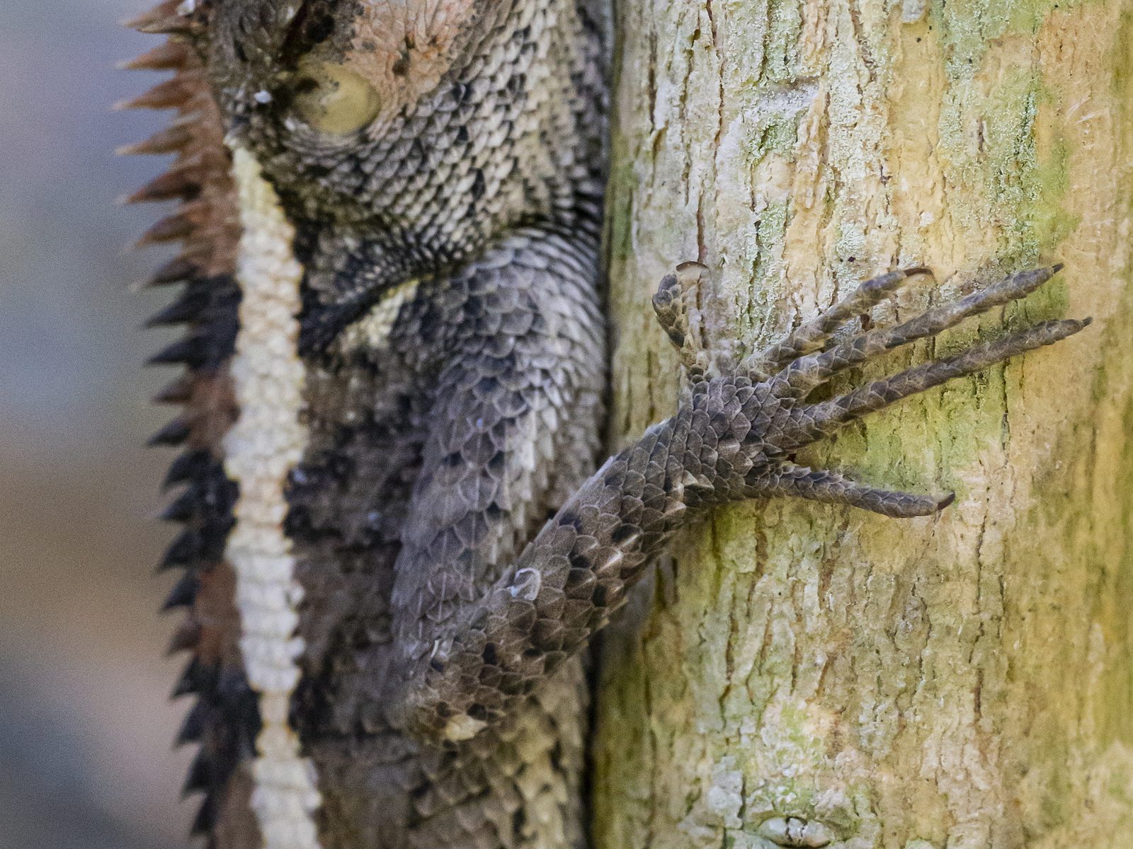 Daversa Wildlife Removal
