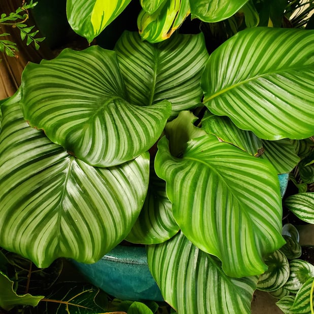 Images Deep Roots Garden Center