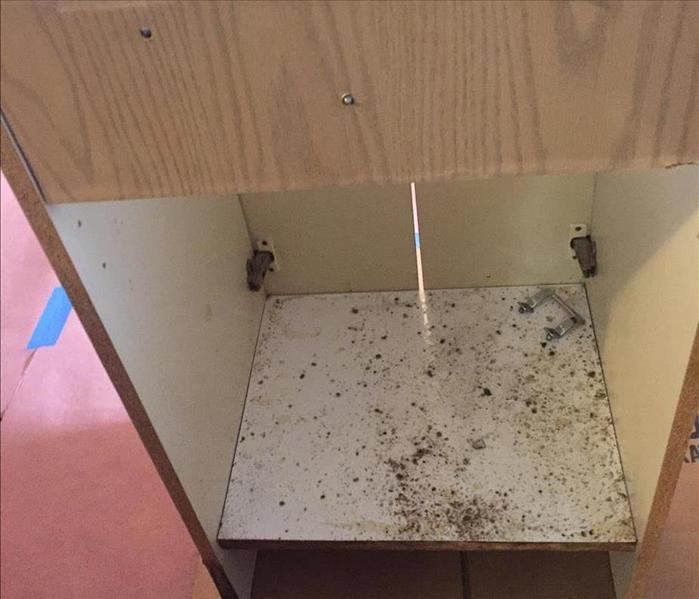 Mold in Bathroom Cabinet