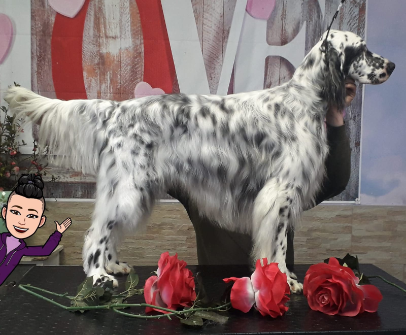 Images Come D'Incanto Toelettatrici e Beauty