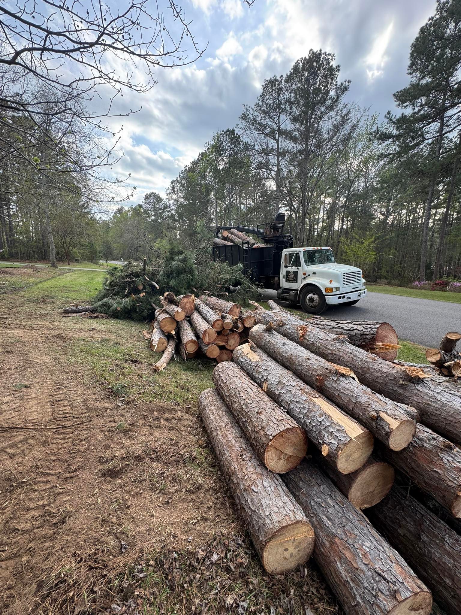 All South Tree Company