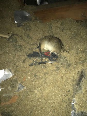 Images Rodent Solution