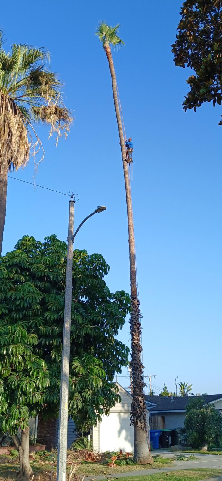 Daniel’s Tree Service Image