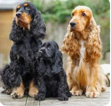 Bild 20 von DieHaustierSeite - Uschi Kasbauer