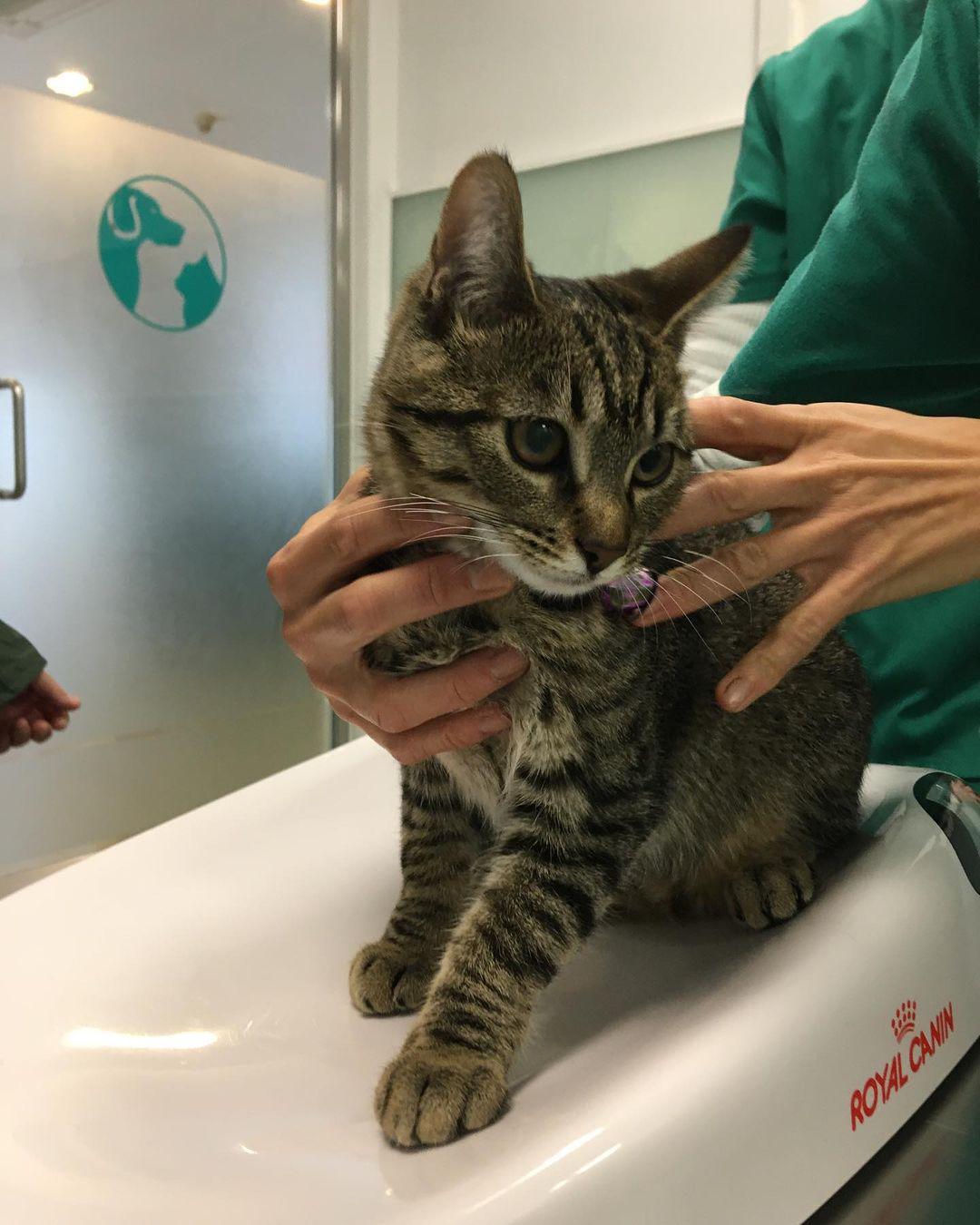 Images Vets Clinica Veterinaria