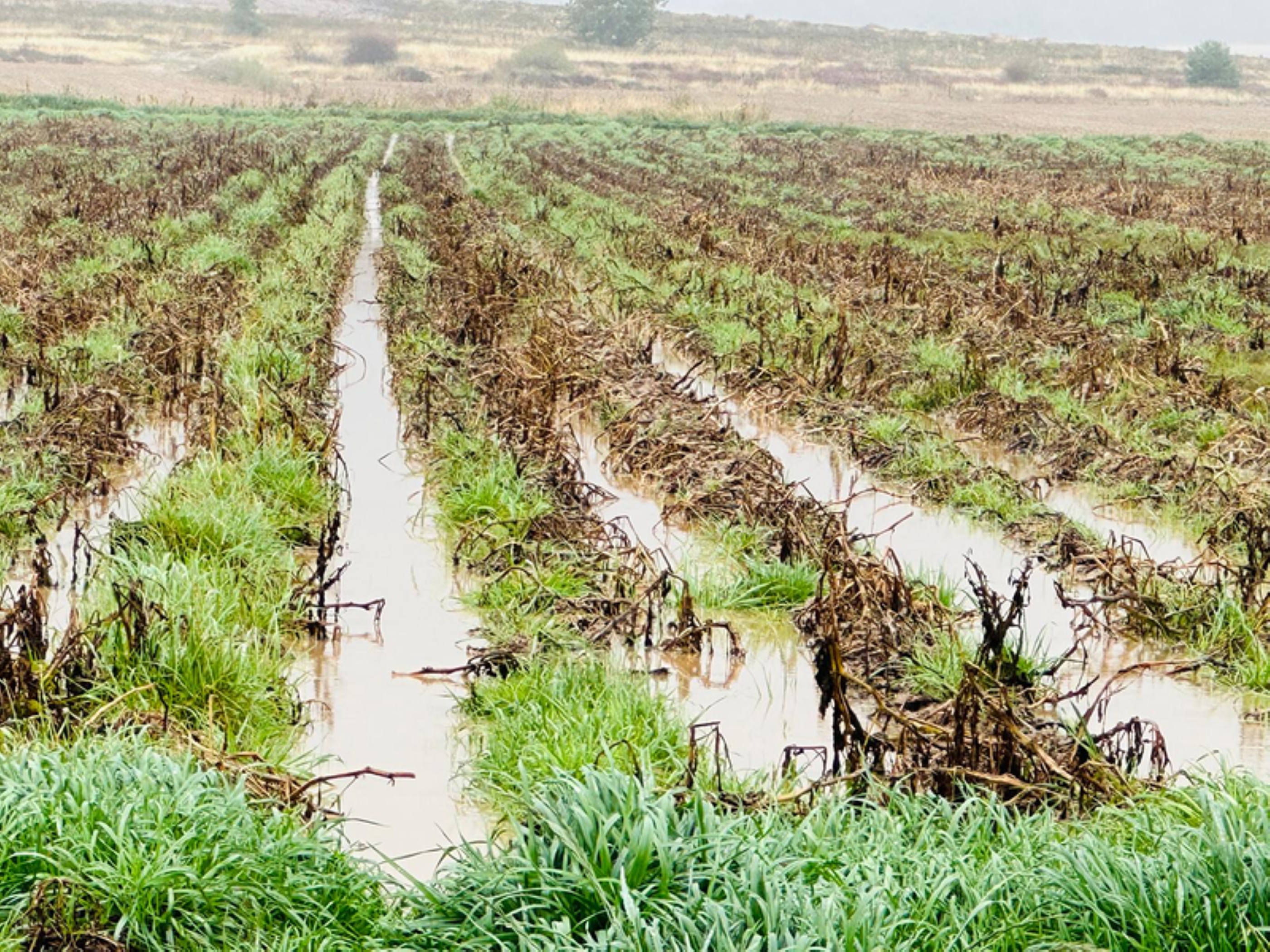 Images Galoinges S.L.