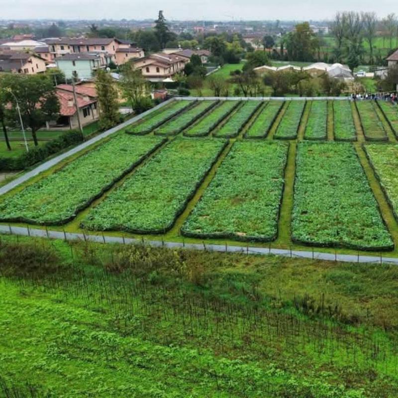 Images La Lumaca Bianca - Società Agricola - Allevamento Lumache