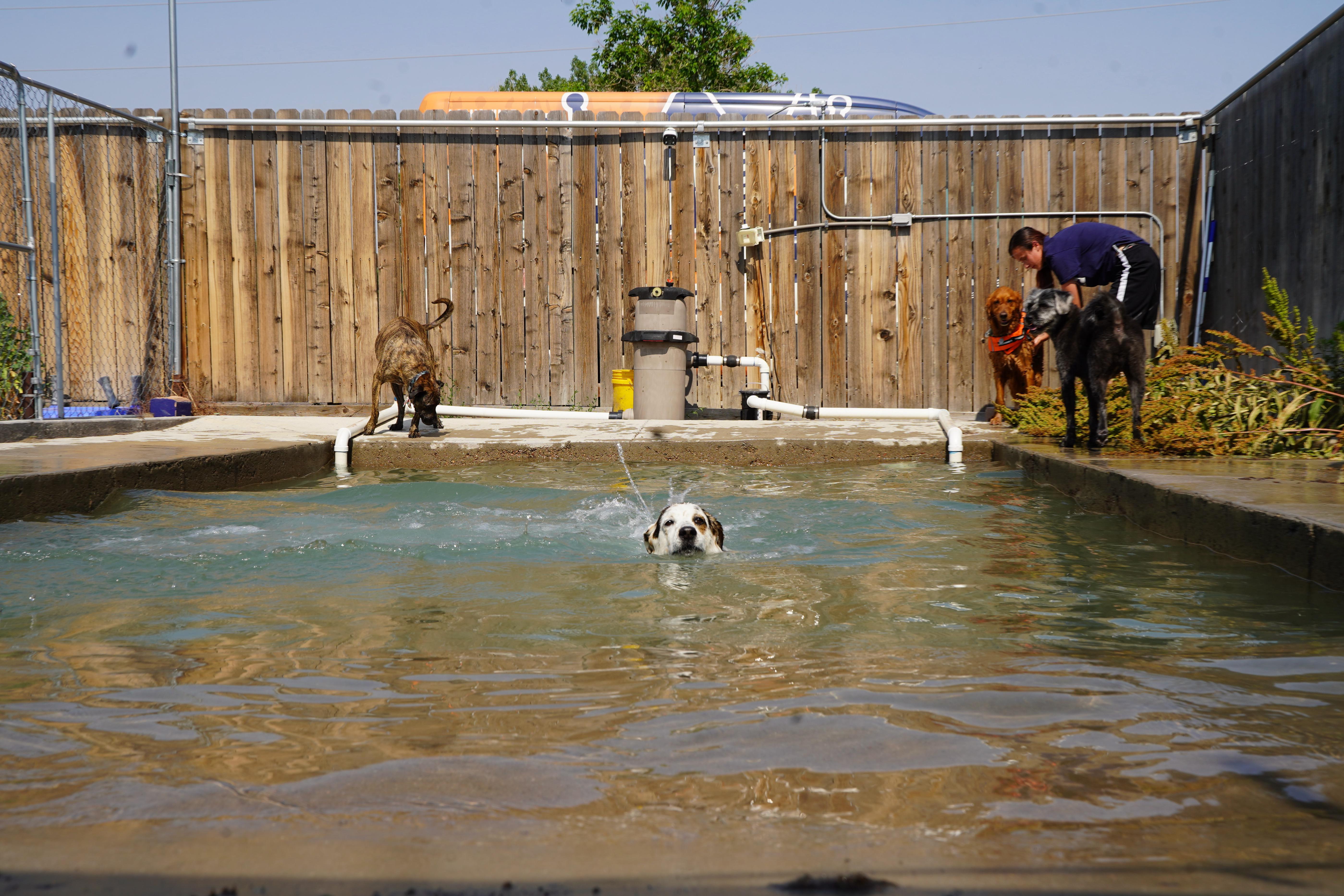 Water Dogs!