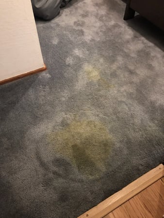 Images Carpet Pro Carpet Cleaning & Dyeing