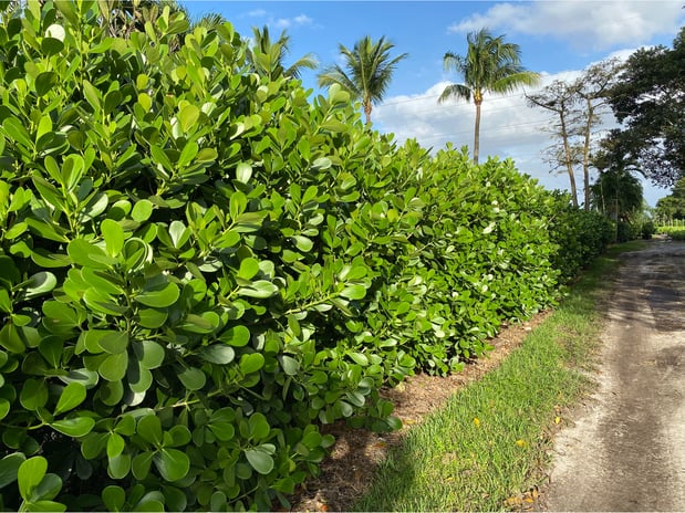 Images Grateful Clusia Nursery