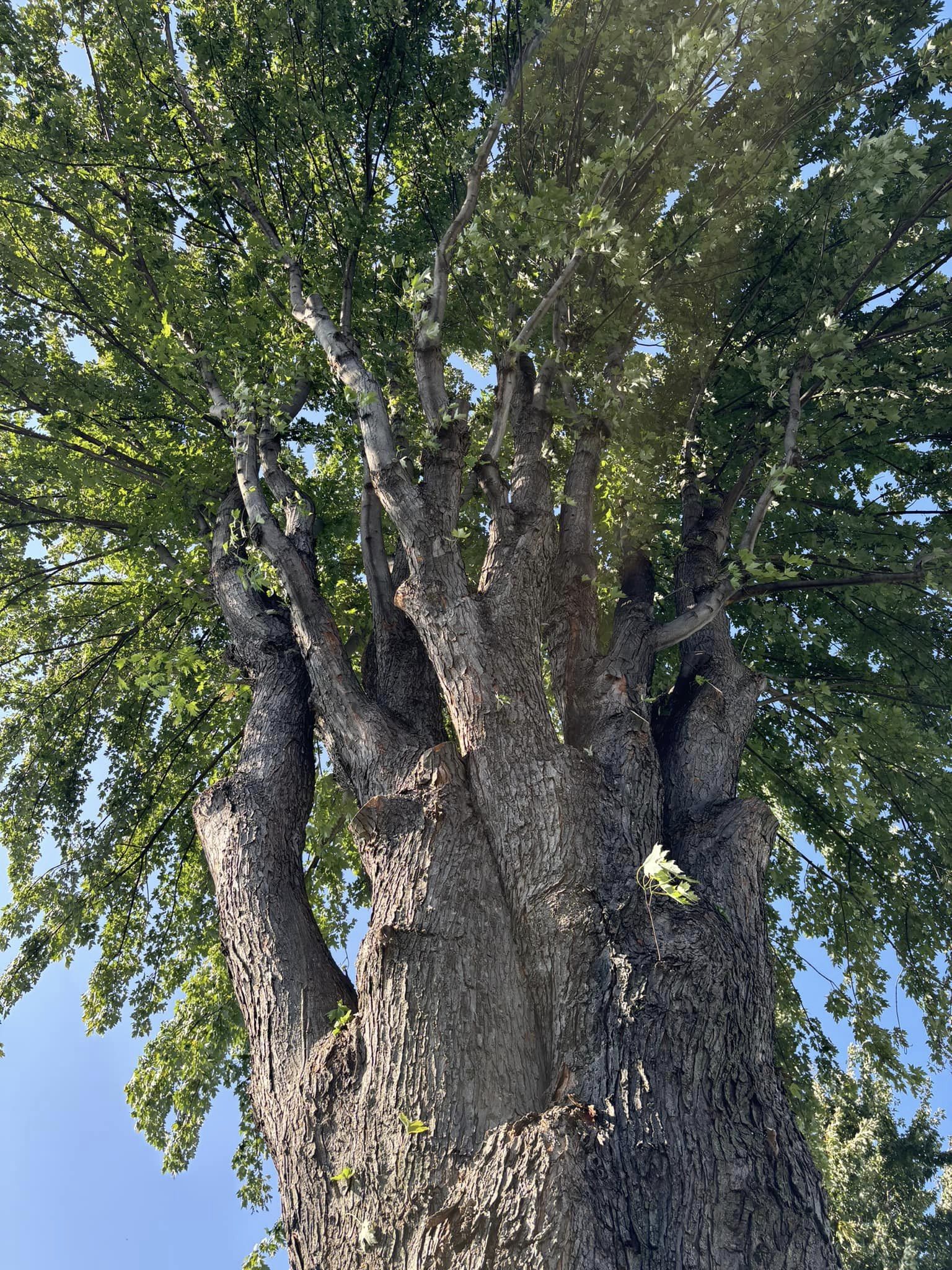 Images Arboriculture PH