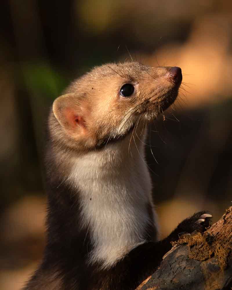 Bilder Logicomed Sagl