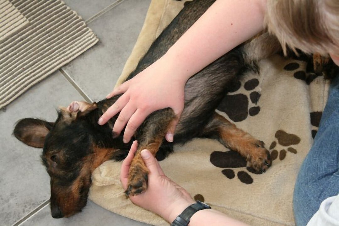 DogWaysCenter Moiken Plath - Hundephysio, Hundehotel/Pension, Hundetraining, Andreßenweg 1 in Friedrichskoog