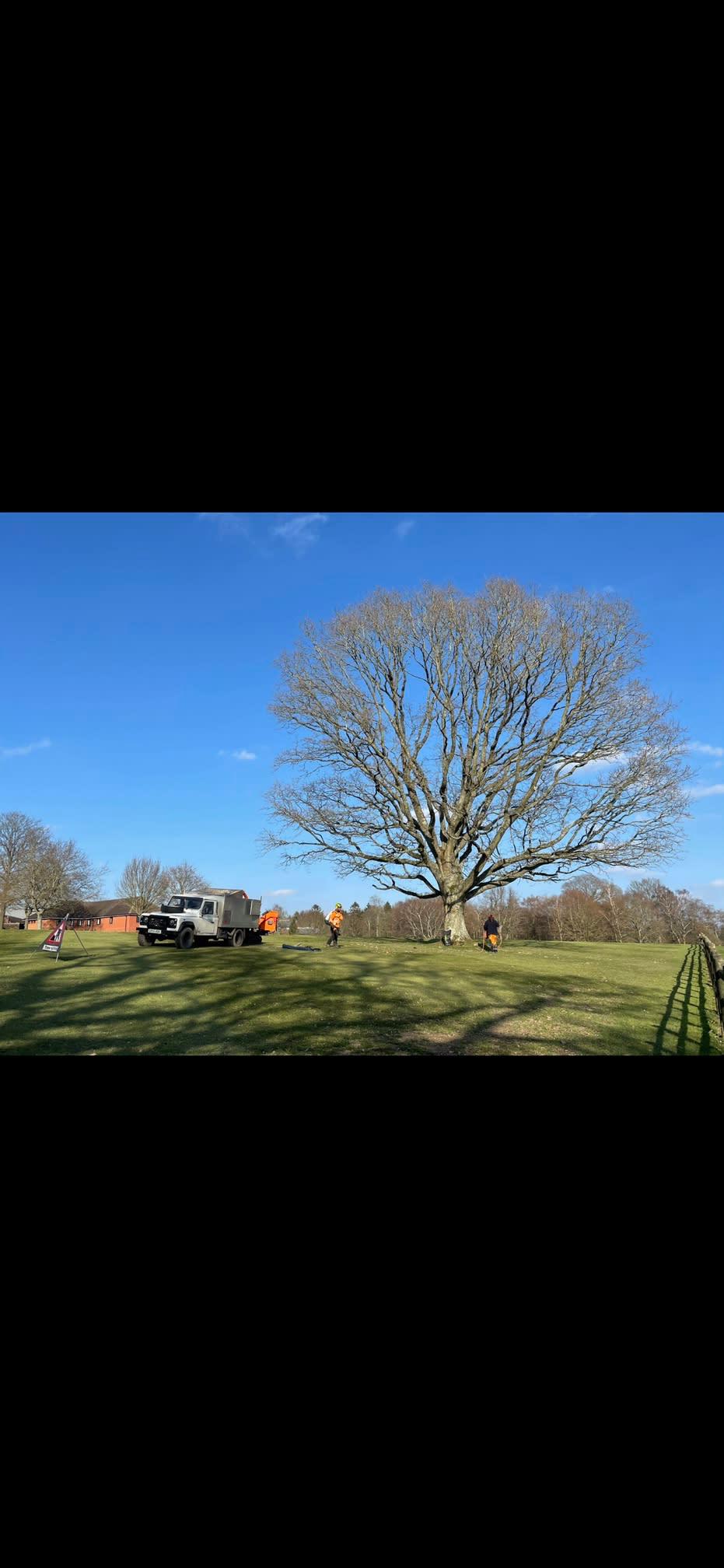 Images Elwy Valley Tree Services