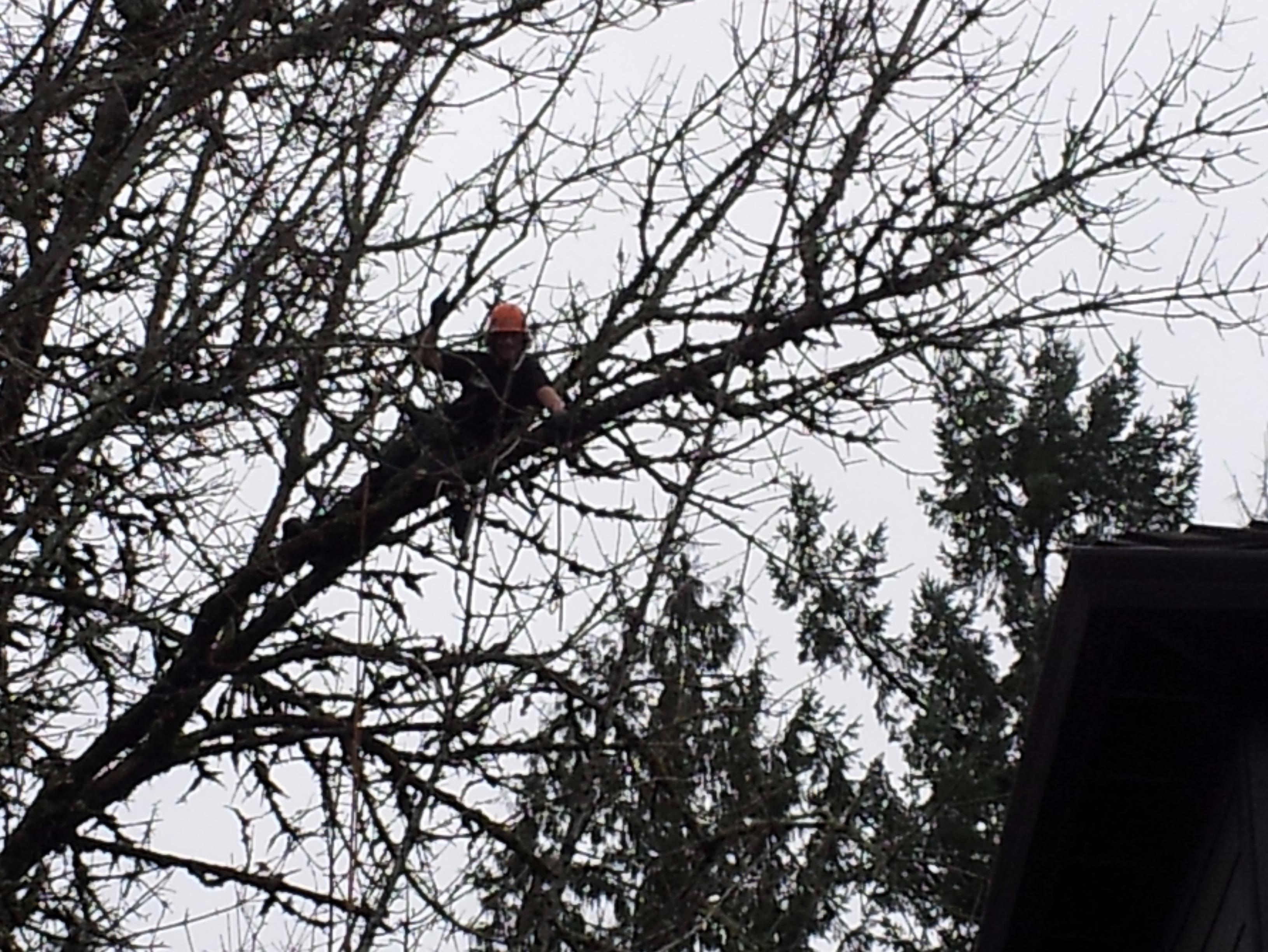 Aspen Tree Service, Llc