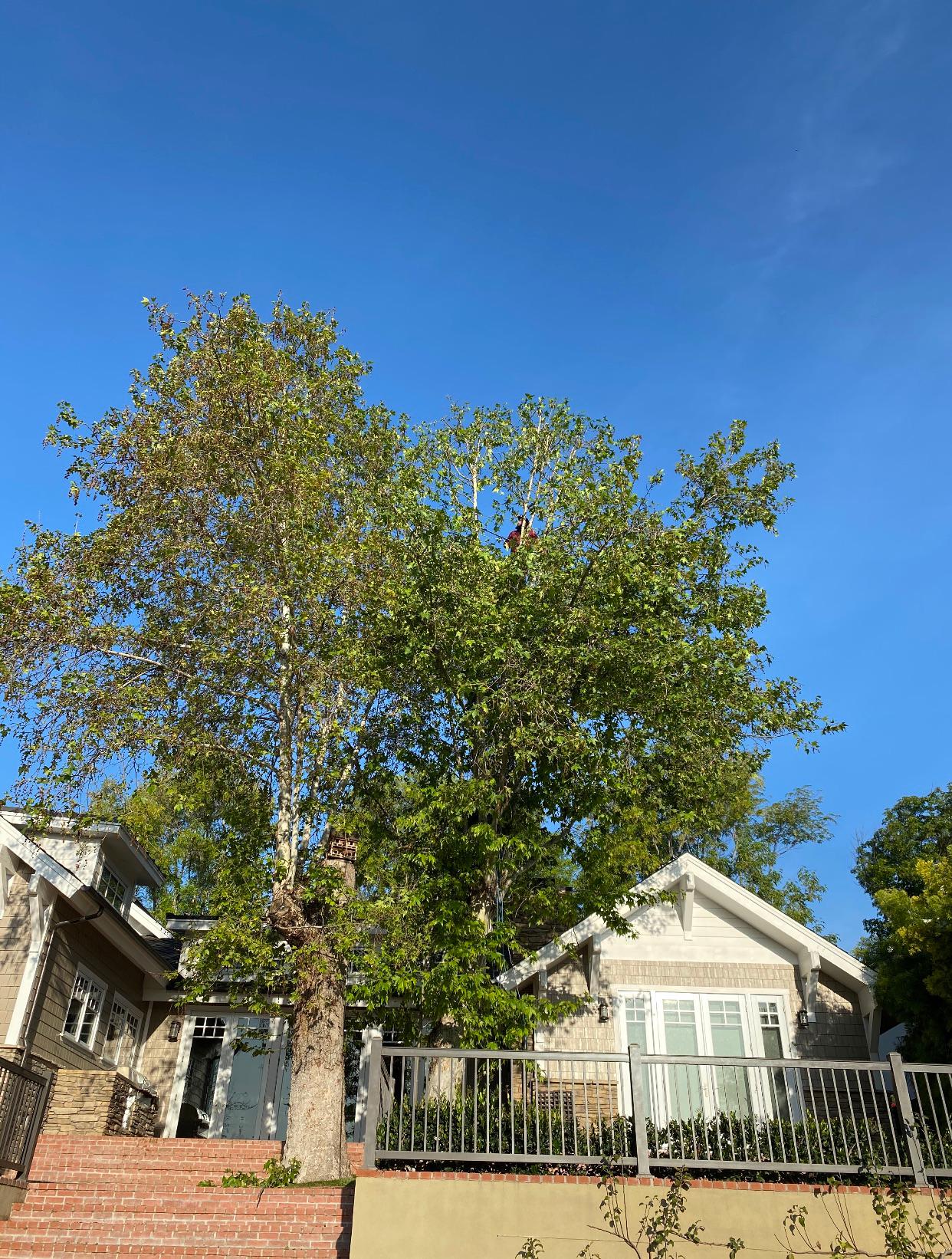 Rosewood Tree and Landcare Photo