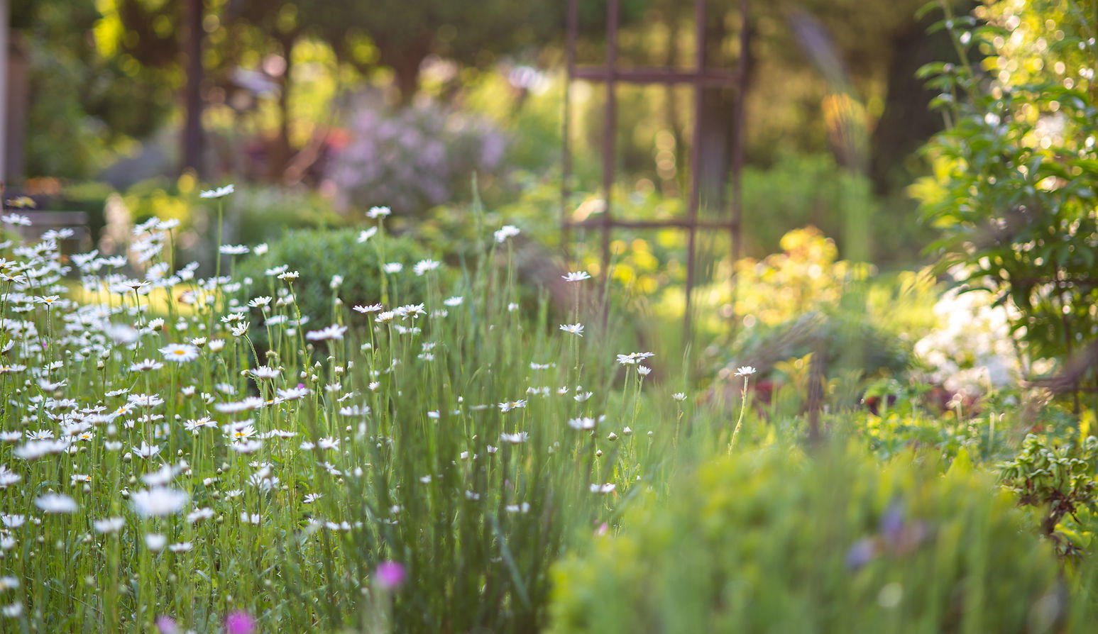 Gerber Gärten AG / Gerber Blumen, Langenthalstrasse 62 in Lotzwil