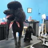 Images Featherle Pet Care Chantilly