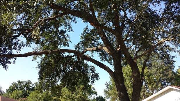 Images TNT Tree Service